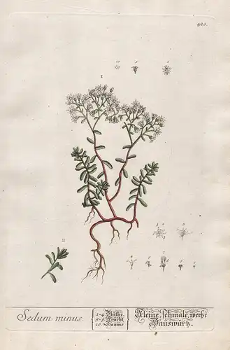 Sedum - Kleine schmale, weiße Hauswurz- Fetthenne Mauerpfeffer Pflanze plant botanical botany Kräuterbuch Kräu