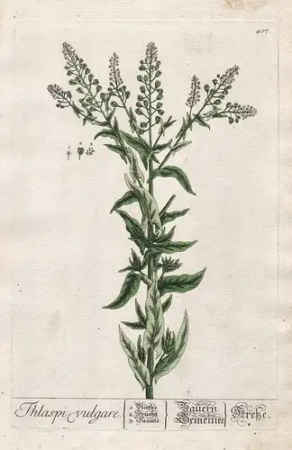 Thlaspi vulgare - Bauern- / Gemeine Kresse - Hellerkräuter Hellerkraut pennycress Kräuter herbs Blume flower P