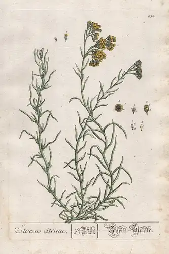 Stoecas citrina - Rhein-Blume - Helichrysum stoechas Strohblume strawflower Pflanze plant botanical botany Krä