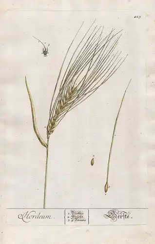 Hordeum - Gerste - Barley Getreide cereal Pflanze plant botanical botany Kräuterbuch Kräuter herbal Herbarium