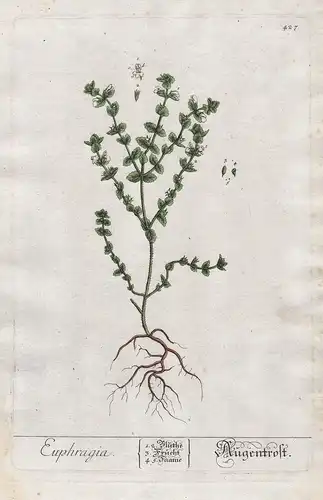 Euphragia - Augentrost- Euphrasia eyebright Pflanze plant botanical botany Kräuterbuch Kräuter herbal Herbariu
