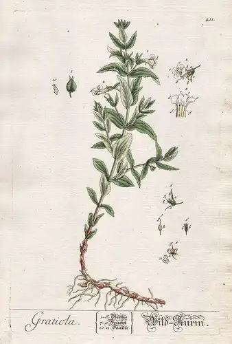 Gratiola - Wild-Aurin - Gottes-Gnadenkraut gratiole Hedge hyssop hedgehyssop Pflanze plant botanical botany Kr