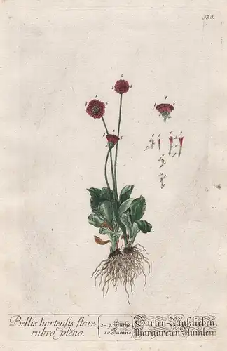 Bellis hortensis flore rubro pleno - Garten-Maßlieben, Margareten Blümlein - Gänseblümchen daisy Maßliebchen T
