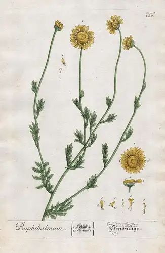 Buphthalmum - Rindsauge - Ochsenauge Pflanze plant botanical botany Kräuterbuch räuter herbal Herbarium