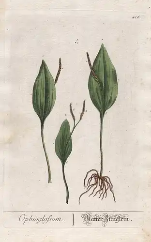 Ophioglossum - Flotter Jünglein - Natternzunge adder's-tongue fern Pflanze plant botanical botany Kräuterbuch