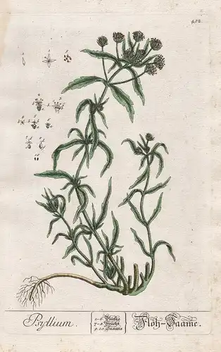 Psyllium  - Floh-Saame - Psyllium ispaghula Flohsamenschalen Flohsamen Samen Pflanze plant botanical botany Kr