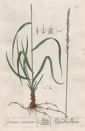 Gramen canimun - Quecken-Gras - couch grass Quecke Elymus repens Kriech-Quecke Pflanze plant botanical botany