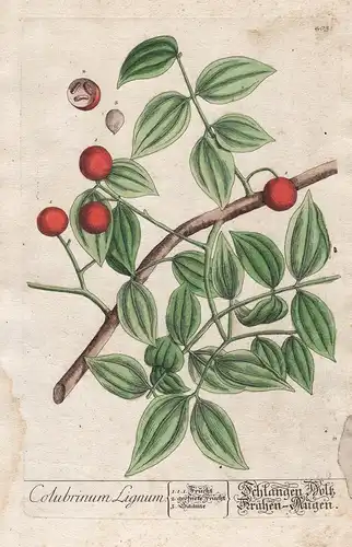 Colubrinum Lignum - Schlangen Holz / Krähen-Augen - colubrina Schlangenholz Snakewood Blume flower Pflanze pla