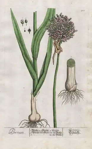 Porrum - Lauch - Porree leek Gemüse vegetables Pflanze plant botanical botany Kräuterbuch Kräuter herbal Herba