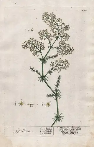 Gallium - Meyer Kraut / Bett-Stroh - Galium Labkraut lady's bedstraw Pflanze plant botanical botany Kräuterbuc