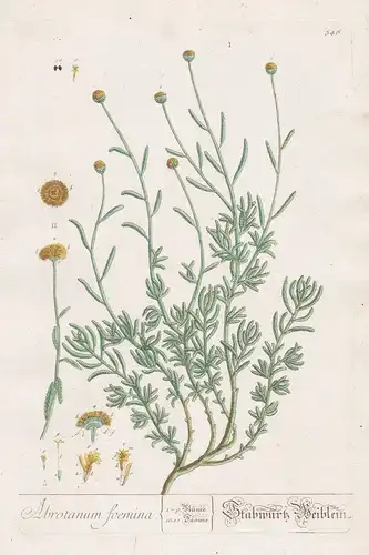 Abrotanum foemina / Stabwürtz Weiblein - Artemisia Botanik botanical botany Kräuterbuch herbal Herbarium