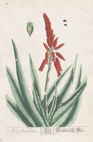 Aloe sucotrina / Socotrinische Aloe - Aloe succotrina Fynbos aloe Botanik botanical botany Kräuterbuch herbal