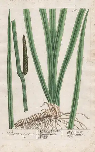 Acorus verus - Kalmus - calamus Pflanze plant botanical botany Kräuterbuch Kräuter herbal Herbarium