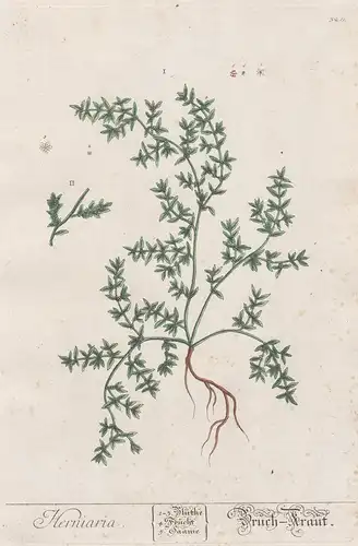 Herniaria - ruptureworts Bruchkräuter Botanik botanical botany Kräuterbuch herbal Herbarium