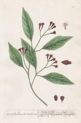 Caryophyllus aromaticus / Gewürz Hägelein -  Clove Nelken Gewürznelkenbaum Botanik botanical botany Kräuterbuc