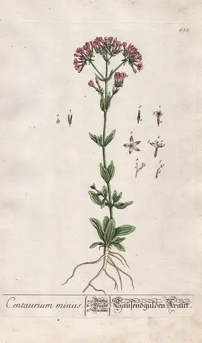 Centaurium nimus - Tausendgülden-Kraut - Tausendgüldenkraut centaury Pflanze plant Botanik botanical botany Kr