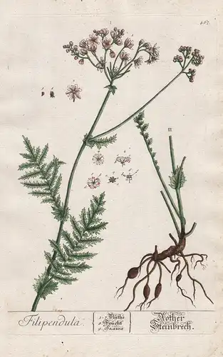 Filipendula - Rother Steinbrech - Mädesüß Pflanze plant botanical botany Kräuterbuch Kräuter herbal Herbarium