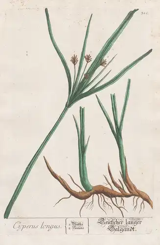 Cyperus longus - sweet cyperus Hohes Zypergras Botanik botanical botany Kräuterbuch herbal Herbarium