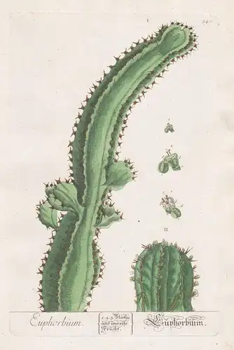 Euphorbium / Euphorbium - Euphorbia spurge Botanik botanical botany Kräuterbuch herbal Herbarium