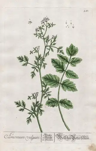 Amonum vulgare  - Welscher Petersilien - Petroselinum crispum Petersilie Parsley Botanik botanical botany Kräu