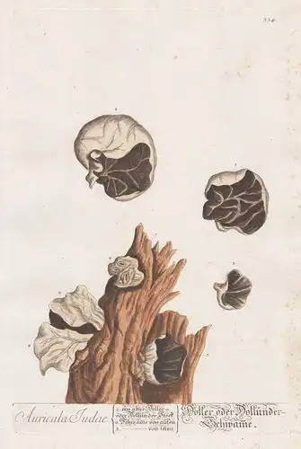 Auricula Judae / Doller oder Dollünder-Schwäme - wood ear Judasohr Pilz fungus Botanik botanical botany Kräute