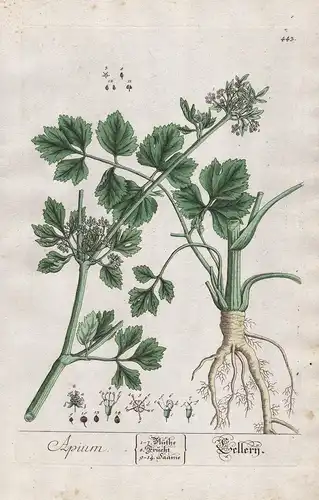 Apium - Sellery - Sellerie Celery Botanik botanical botany Kräuterbuch Kräuter herbal Herbarium