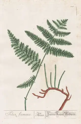 Filix foemina / Farenkraut. Weiblein. - lady-fern Wald-Frauenfarn Botanik botanical botany Kräuterbuch herbal