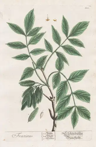 Fraxinus / Eschenbaum. - ash tree Esche Baum Bäume Botanik botanical botany Kräuterbuch herbal Herbarium