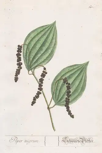 Piper negrum / Schwartze Pfeffer - black pepper Schwarzer Pfeffer Botanik botanical botany Kräuterbuch herbal