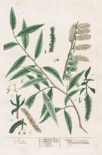 Salix / Weidenbaum. - Willow tree Weide Baum Bäume Botanik botanical botany Kräuterbuch herbal Herbarium