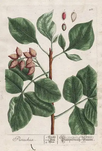 Pistachia - Pimpernuß-Baum -  Pistazienbaum Pistachio Pistazie Nuss nut Pflanze plant Botanik botanical botany