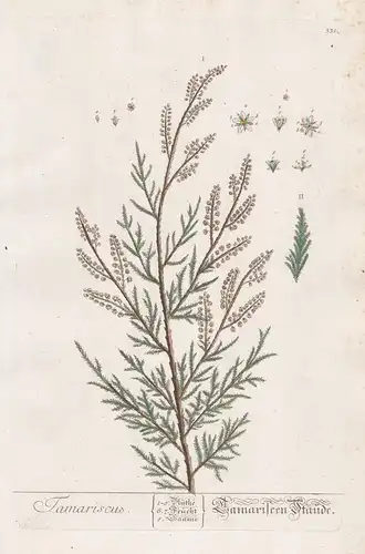 Tamariscus / Tamariscen-Staude. - Tamariske tamarisk Botanik botanical botany Kräuterbuch herbal Herbarium