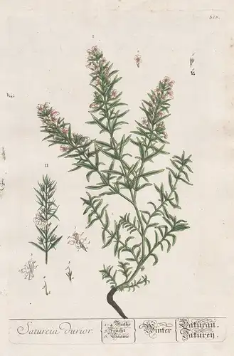 Satureia durior - Winter savory Winter-Bohnenkraut Botanik botanical botany Kräuterbuch herbal Herbarium