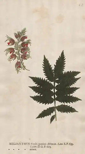 Melianthus stipulis  ... minor - Honigstrauch Melianthaceae giant honey flower Blume Botanik botany botanical