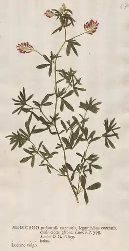 Medicago pedunculis  ... Lucerne vulgo - Luzerne lucerne Alfalfa Schneckenklee Klee clover flower Blume Botani