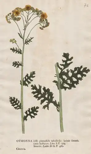 Othonna foliis ... Cineraria - Weißfilziges Greiskraut silver ragwort Silberblatt flower Blume Botanik botany