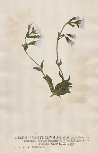Mesembryanthemum foliis  ... tortuosum - Kanna Mittagsblume flower Blume Botanik botany botanical