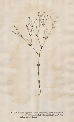 Linum foliis ... catherticum officin - Purgier-Lein Flachs Wiesen-Lein purging flax Blume flower Botanik botan