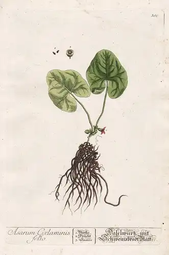 Asarum Cyclaminis folio - Haselwurz asarabacca hazelwort Kräuter herbs flower flowers Blume Botanik Botanical