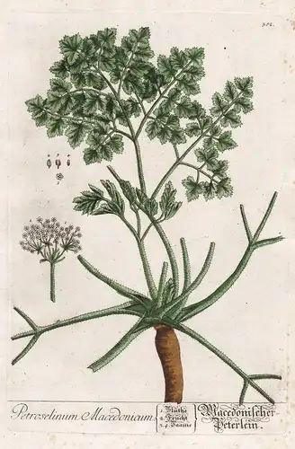 Petroselinum Macedonicum - Petersilie Parsley Kräuter herbs flower flowers Blume Botanik Botanical Botany Kräu