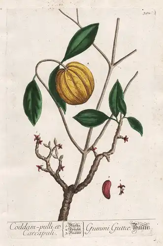 Coddam-pulli et Carcapuli - Garcinia Cambogia Malabar-Tamarinde Gambooge Tree Garcinia gummi-gutta Asia Asien