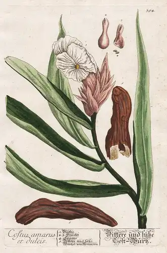 Costus amarus et dulcis - Costwurzel Königswurz Kostus Kostwurz Kräuter herbs flower flowers Blume Botanik Bot