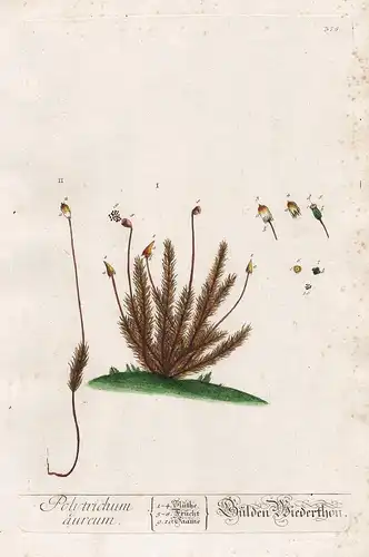 Polytrichum aureum - Widertonmoose Widerton haircap moss Moose Moos Kräuter herbs flower flowers Blume Botanik