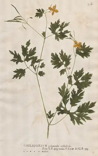 Chelidonium pedunculis ... majus - Schöllkraut greater celandine flower Blume Botanik botany botanical