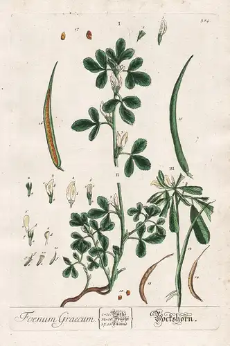 Foenum Graecum - Bockshornklee Klee clover Fenugreek Griechisch Heu Kräuter herbs flower flowers Blume Botanik
