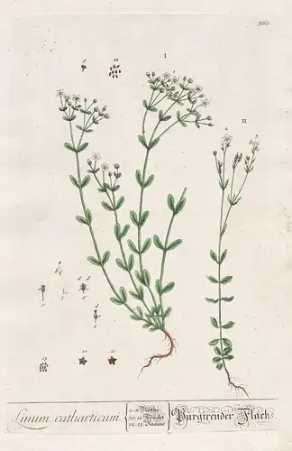 Linum catharticum - Purgier-Lein purging flax Flachs Leinkraut Leinkräuter Kräuter herbs flower flowers Blume