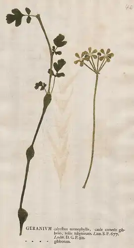 Geranium calycibus ... gibbosum - Storchschnäbel Storchschnabel Blume flower Botanik botany botanical