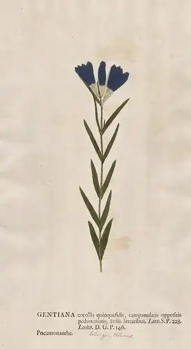 Gentiana corollis ... Pneumonanthe - Enzian Lungen-Enzian marsh gentian Blume flower Botanik botany botanical