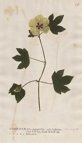 Gossypium foliis ... herbaceum - Baumwolle Levant cotton Blume flower Botanik botany botanical