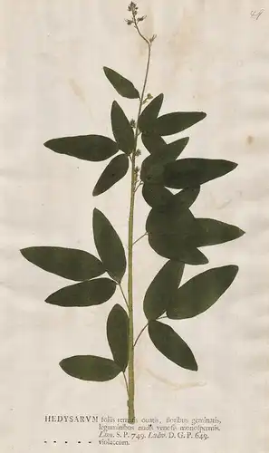 Hedysarum foliis ... Violaceum - Süßklee sweetvetch Klee clover Blume flower Botanik botany botanical